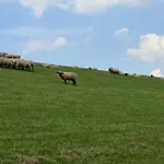 Seeschwalbe A