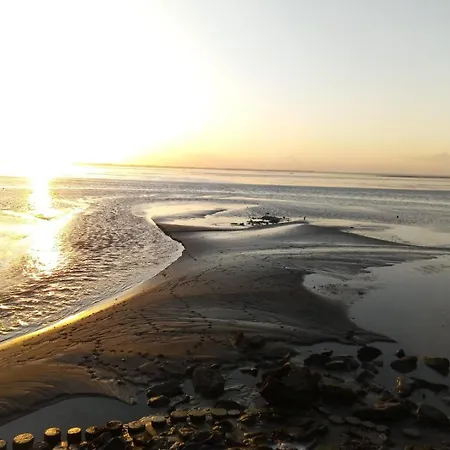 Seeschwalbe A Sehestedt (Lower-Saxony)