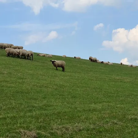 Seeschwalbe A