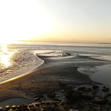 Seeschwalbe A Sehestedt (Lower-Saxony)