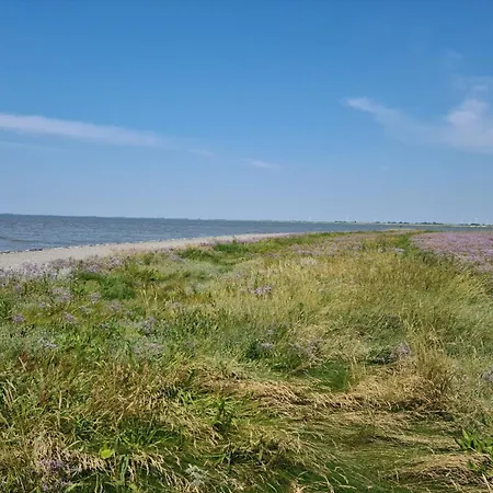 Seeschwalbe A Lejlighed Sehestedt (Lower-Saxony)