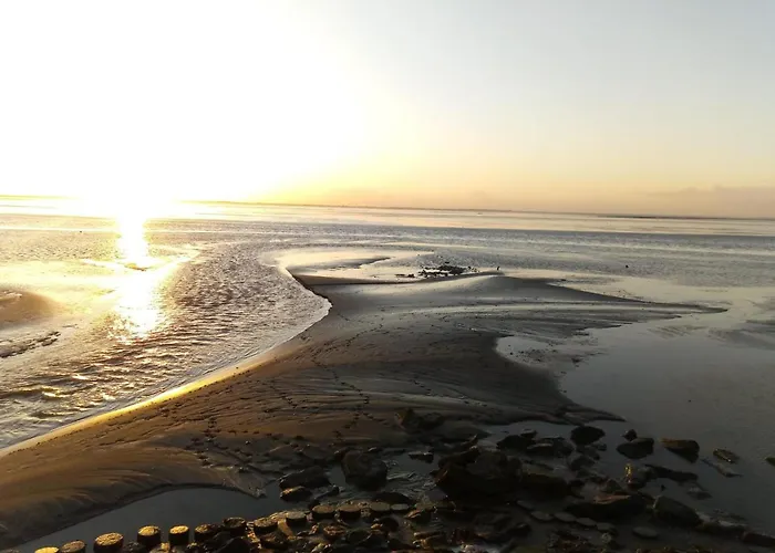 Seeschwalbe A Sehestedt (Lower-Saxony)