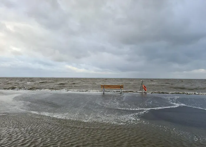 Daire Seeschwalbe A Sehestedt (Lower-Saxony)