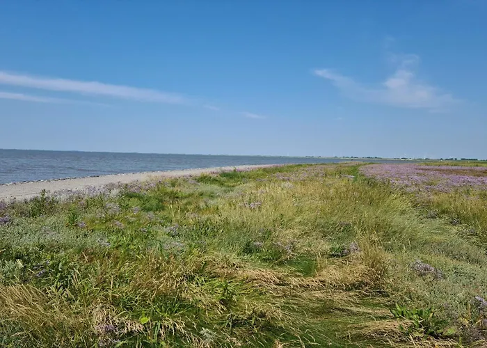 Seeschwalbe A Daire Sehestedt (Lower-Saxony)